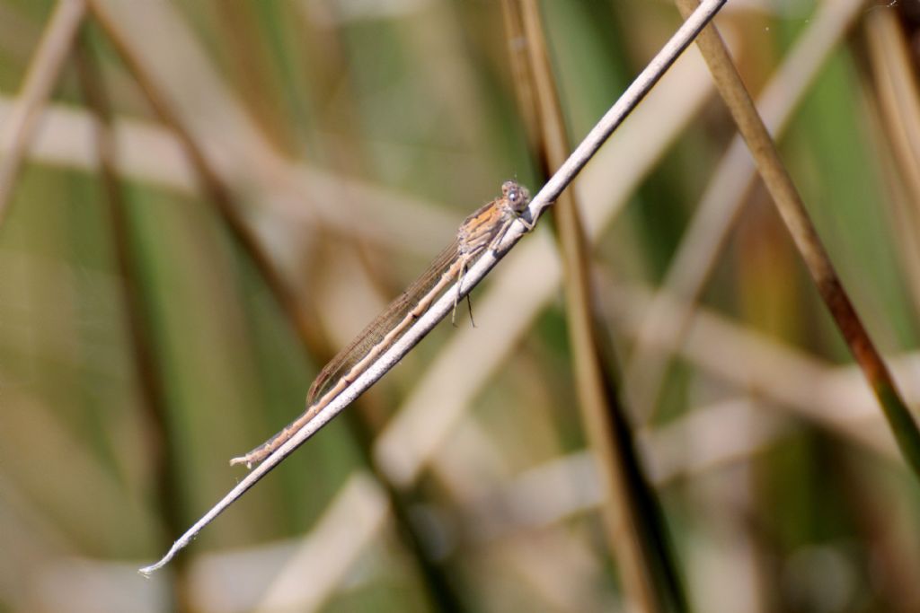 la solita Sympecma paedisca